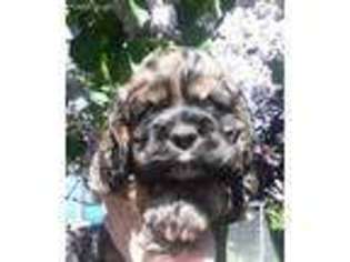 Cocker Spaniel Puppy for sale in Boise, ID, USA