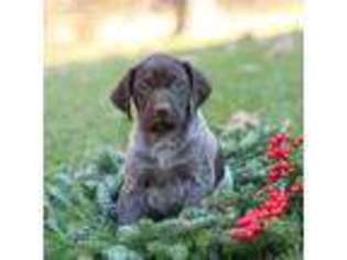 German Shorthaired Pointer Puppy for sale in Peach Bottom, PA, USA