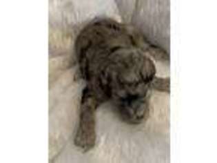 Mutt Puppy for sale in North Wilkesboro, NC, USA