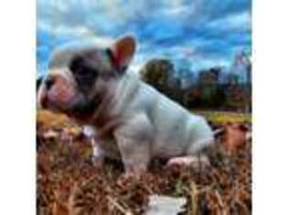 French Bulldog Puppy for sale in Whitwell, TN, USA