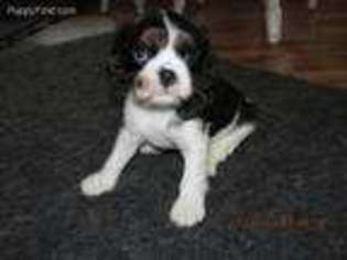 Cavalier King Charles Spaniel Puppy for sale in Stover, MO, USA