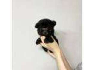 Mutt Puppy for sale in Buford, GA, USA
