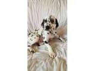 Dalmatian Puppy for sale in Yucca Valley, CA, USA