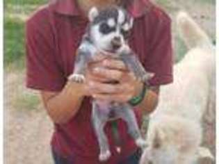 Alaskan Malamute Puppy for sale in Phoenix, AZ, USA