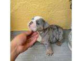 Bulldog Puppy for sale in Compton, CA, USA