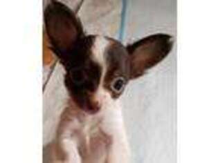 Chihuahua Puppy for sale in Roseboro, NC, USA