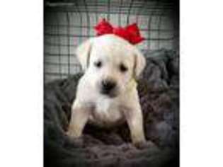 Labrador Retriever Puppy for sale in Crystal, MI, USA