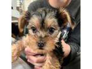 Yorkshire Terrier Puppy for sale in Trabuco Canyon, CA, USA
