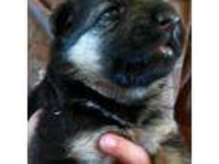 German Shepherd Dog Puppy for sale in Chiefland, FL, USA