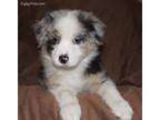 Australian Shepherd Puppy for sale in Hernando, FL, USA