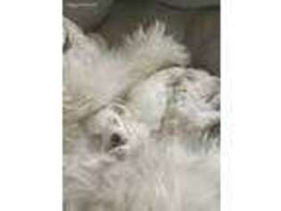 Maltese Puppy for sale in Des Plaines, IL, USA