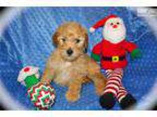 Goldendoodle Puppy for sale in Fort Worth, TX, USA