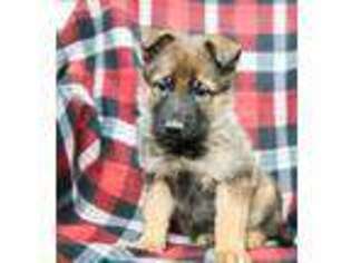 German Shepherd Dog Puppy for sale in Newburg, PA, USA