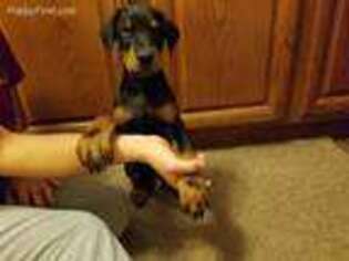 Doberman Pinscher Puppy for sale in Niles, MI, USA