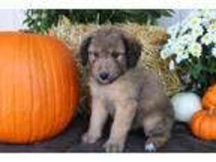 Mutt Puppy for sale in Navarre, OH, USA