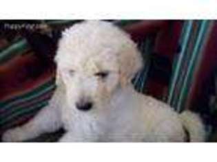 Goldendoodle Puppy for sale in Shell Knob, MO, USA