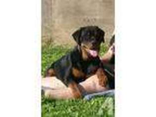 Rottweiler Puppy for sale in MARYSVILLE, CA, USA