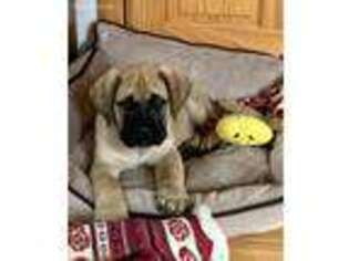 Mastiff Puppy for sale in Greeneville, TN, USA