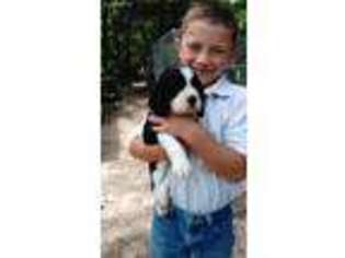 English Springer Spaniel Puppy for sale in Como, TX, USA