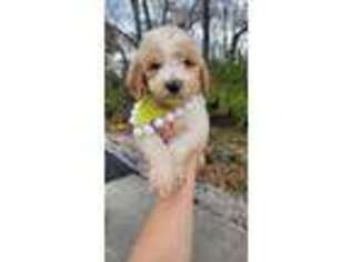 Goldendoodle Puppy for sale in Bardstown, KY, USA