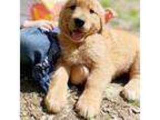 Golden Retriever Puppy for sale in Fort Collins, CO, USA