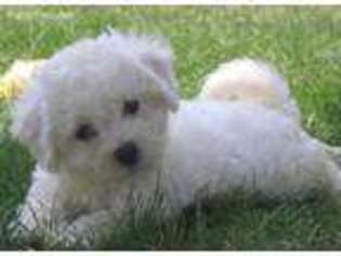 Bichon Frise Puppy for sale in Great Falls, VA, USA