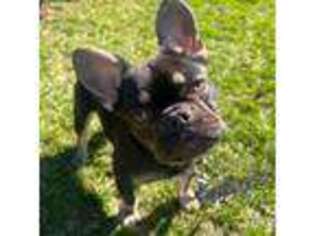 French Bulldog Puppy for sale in Lapeer, MI, USA