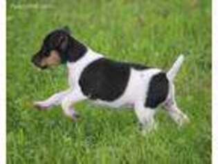 Jack Russell Terrier Puppy for sale in Raymond, MN, USA