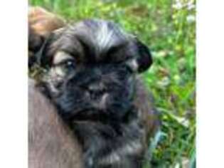 Mutt Puppy for sale in Fayetteville, NC, USA