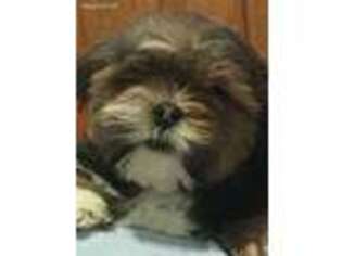 Lhasa Apso Puppy for sale in Allenstown, NH, USA