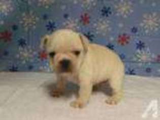 French Bulldog Puppy for sale in PICKENS, OK, USA