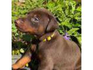 Doberman Pinscher Puppy for sale in Downers Grove, IL, USA