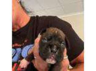 Boxer Puppy for sale in Winfield, WV, USA