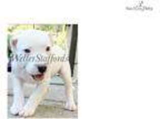 Staffordshire Bull Terrier Puppy for sale in Redding, CA, USA