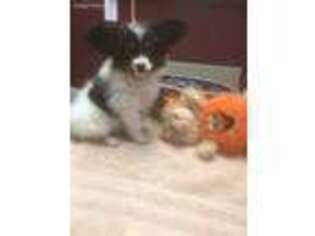 Papillon Puppy for sale in Decatur, TX, USA