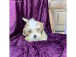Lhasa Apso Puppy for sale in Elkton, KY, USA
