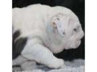 Bulldog Puppy for sale in Wallingford, KY, USA