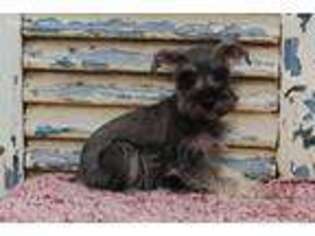 Mutt Puppy for sale in Eden Valley, MN, USA