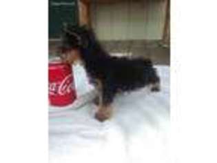 Yorkshire Terrier Puppy for sale in Fruitvale, TX, USA