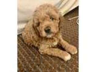 Cavapoo Puppy for sale in Rocklin, CA, USA