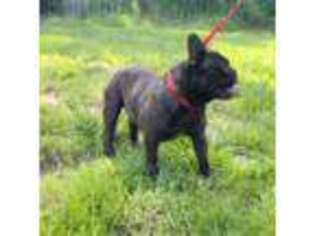 French Bulldog Puppy for sale in Liberty, MS, USA