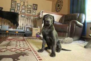 Labrador Retriever Puppy for sale in Perrinton, MI, USA