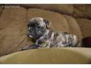 French Bulldog Puppy for sale in Hopewell, PA, USA