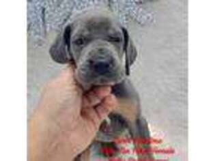 Great Dane Puppy for sale in Pottsboro, TX, USA