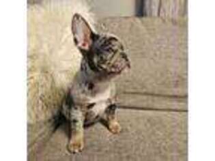 French Bulldog Puppy for sale in Nampa, ID, USA