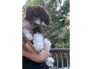 Goldendoodle Puppy for sale in Ooltewah, TN, USA