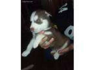 Siberian Husky Puppy for sale in Girard, OH, USA