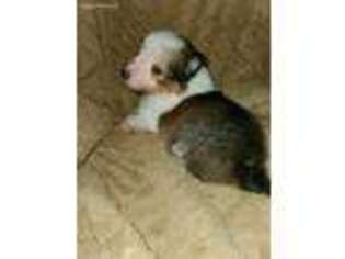 Shetland Sheepdog Puppy for sale in King William, VA, USA