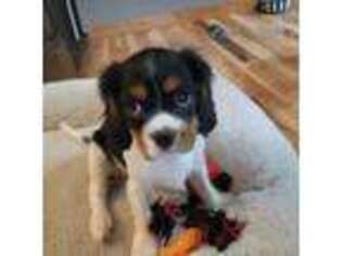 Cavalier King Charles Spaniel Puppy for sale in Kasson, MN, USA