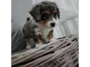 Mutt Puppy for sale in Norwalk, CT, USA